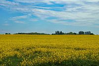 gelbe Landschaft mit blauem Himmel