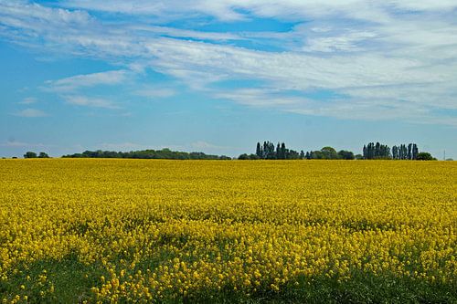 paysage jaune avec ciel bleu