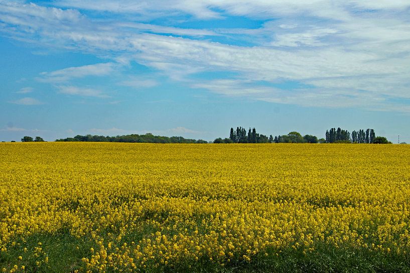 geel landschap met blauwe lucht van wil spijker