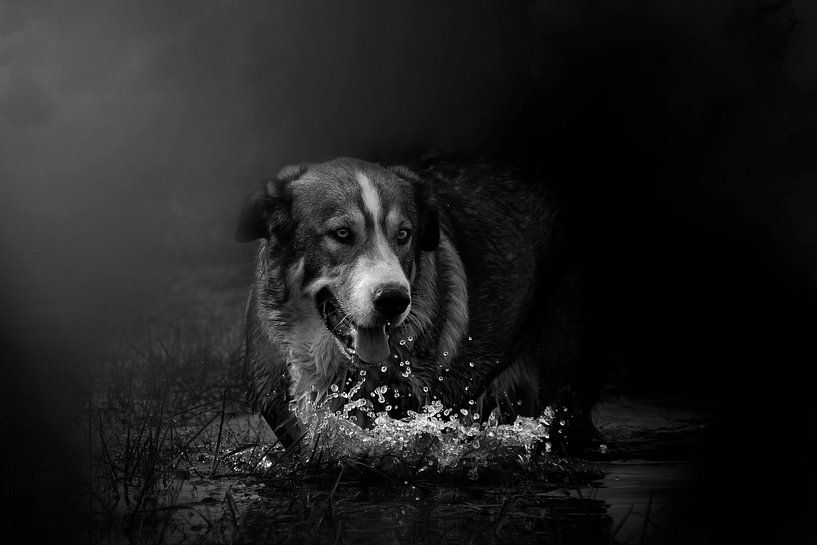 Dog in water with fog  by Studio Nooks