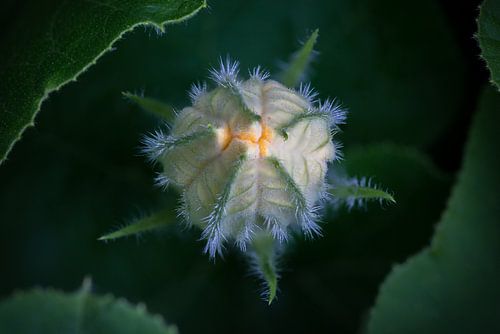 Pompoenbloem in knop verscholen tussen de bladeren