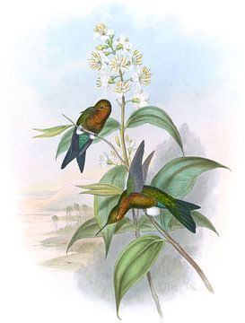 Mosquera’s Puffen-poten, John Gould van Hummingbirds