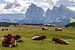 Kühe auf einer grünen Almwiese von Menno Schaefer