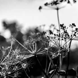 Herbst von Irene van de Wege