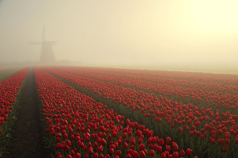 mill and red tulips in the mist by peterheinspictures