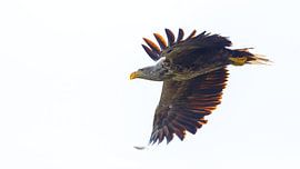 Seeadler im Flug von Roland Brack