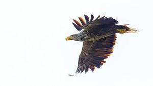 Seeadler im Flug