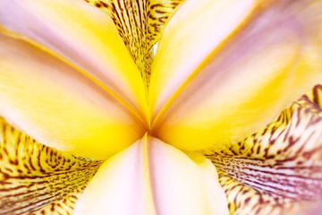 Het hart van een iris van Iris Holzer Richardson