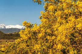 Blühende Mimosen vor dem Canigou (66)