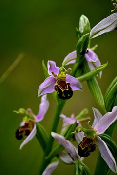 Bijenorchis von Arno-Jan Boere