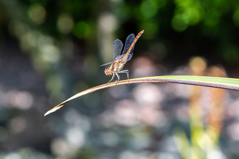 Balancing dragonfly by Ingrid Aanen