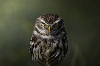 Porträt Steinkauz Seitenlicht