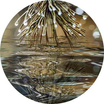 Zwitserse steen dennengeest