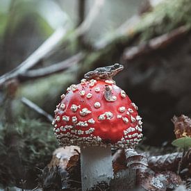 Frog on the mushroom waiting for his prey by Erwin Kamp