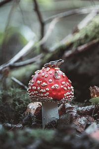 Kikker op de paddenstoel wachten op zijn prooi van Erwin Kamp