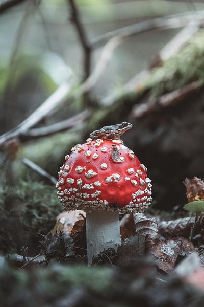 Frog on the mushroom waiting for his prey by Erwin Kamp
