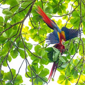 Geteilter Moment im Regenwald – Scharlacharas auf der Osa-Halbinsel von Jiri Viehmann