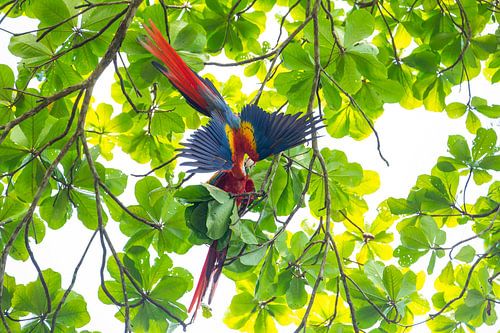 Een bijzonder moment in het regenwoud – scharlakenara's op het schiereiland Osa