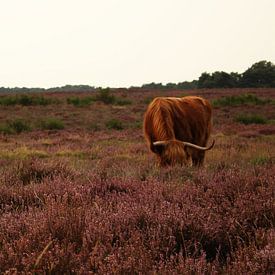 Grazende Schotse Hooglanders Hilversumse heide van Maaike