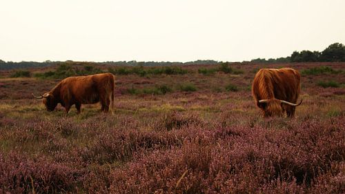 Weidende schottische Hochlandbewohner Hilversum Heidekraut