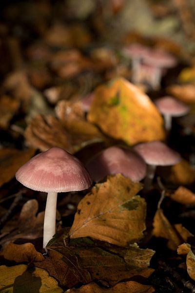 closeup of a witches' shield or Mycena rosea among autumn leaves by W J Kok