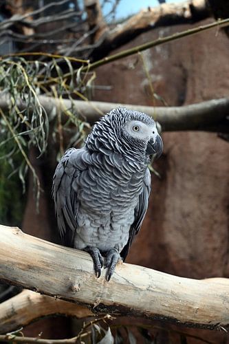 Grauer Rotschwanzpapagei