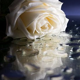 The sad white rose by Marjolijn van den Berg