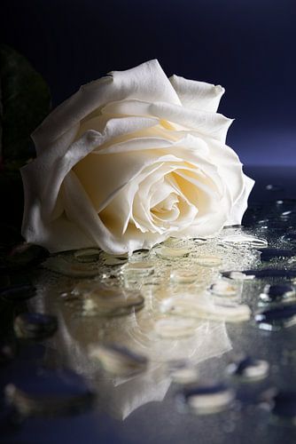 La triste rose blanche