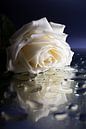 The sad white rose by Marjolijn van den Berg thumbnail