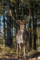 Daims dans la forêt