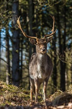 Fallow deer in forest by Ilya Korzelius