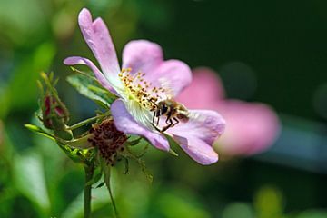 Biene und Heckenrose