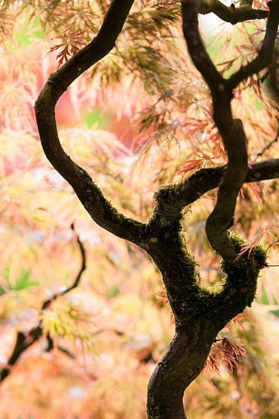 Couleurs printanières dans le jardin japonais par Raoul Suermondt