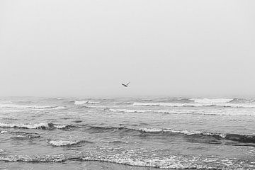 Gull in sea fog Terschelling by Bart Lindenhovius