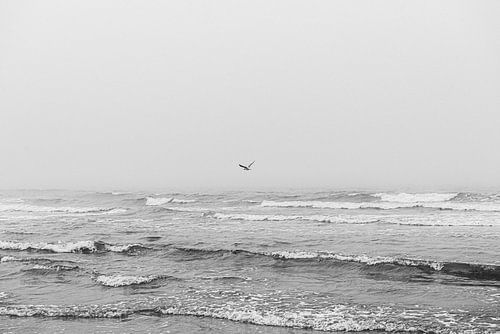 Gull in sea fog Terschelling