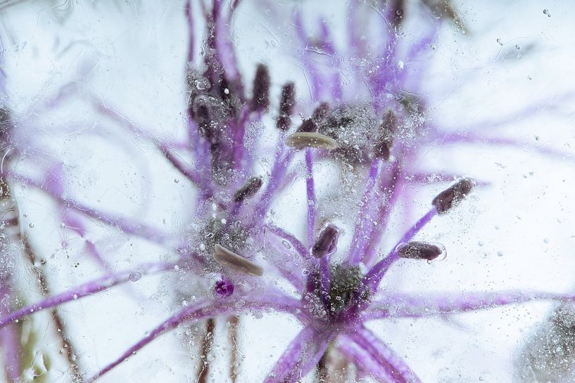 Allium flowers in crystal clear ice by Marc Heiligenstein