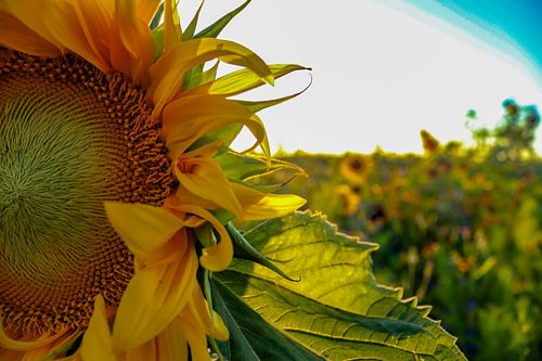 Sonnenblume von Dieren en natuur