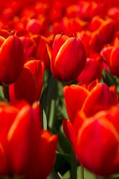 Rode tulpen by Menno Schaefer