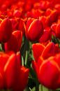 Rode tulpen von Menno Schaefer Miniaturansicht