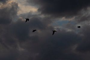Vögel mit dunklen Wolken