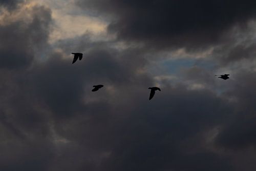Vogels met donkere wolken