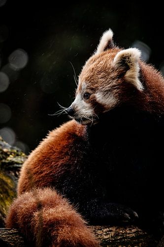 Red Panda