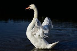 open-winged swan