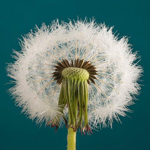 Petrol vierkant met een halve pluizenbol met kleine druppeltjes