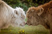 Schottische Highlander