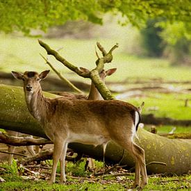 Auge in Auge mit The Ree von PhotoManiX Artworks