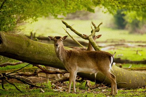 Oog in Oog met De Ree