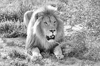Lion Male bw 2430 van Barbara Fraatz thumbnail
