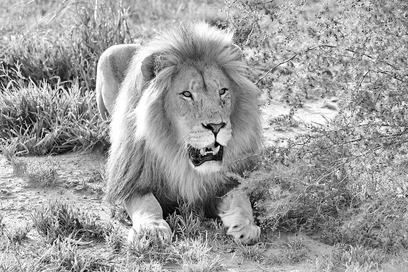 Lion Male bw 2430 van Barbara Fraatz