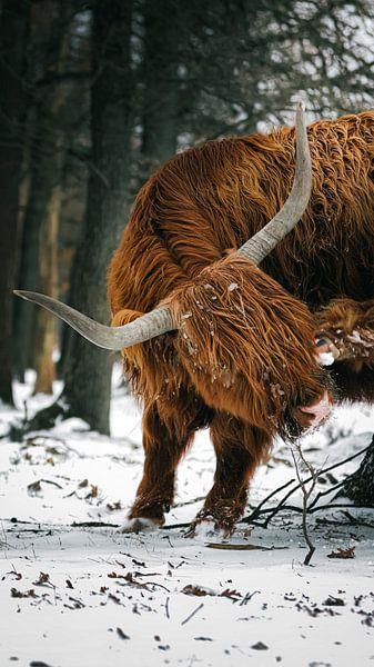 Scottish Highlander near Deelerwoud by AciPhotography